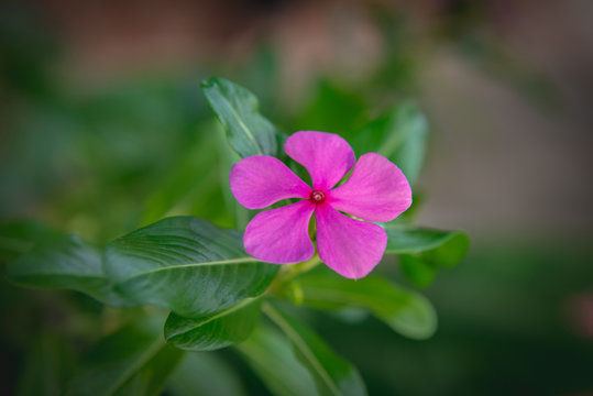 Rose Periwinkle or Madagasca Periwinkle pink flowers with leaves