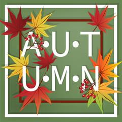 Autumn banner of autumn text with fallen maple leaves and berry branches with frame on a green background. Vector illustration.