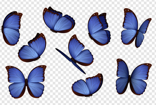 Butterfly vector. Purple isolated butterflies. Insects with bright coloring on transparent background