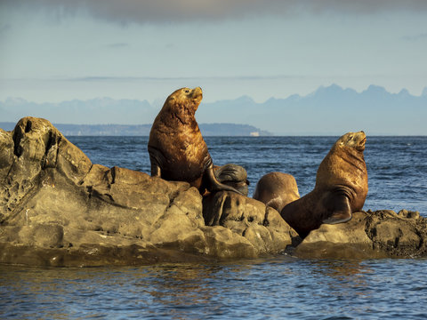 Steller Sea Lions (Eumetopias jubatus)
A group of huge male Steller Sea Lions photographed in Southern British Columbia.