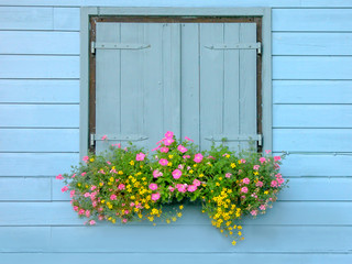 Obraz premium Pansies and Shutters on a Small Blue Hut 