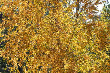 yellow autumn leaves hanging at the tree