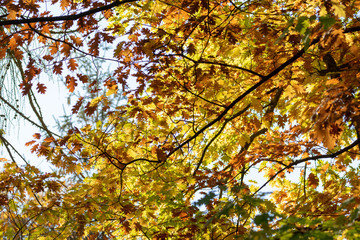 yellow autumn leaves hanging at the the tree in forest in october