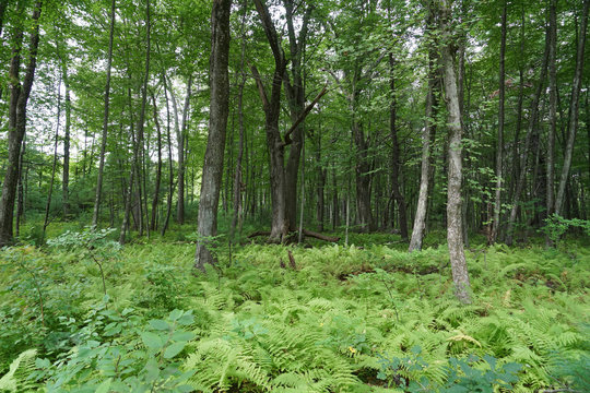 Fototapeta landscape of green forest trees and grass