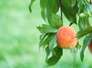 close up on yellow peaches on the branch © nd700