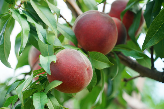 close up on peaches on the branch