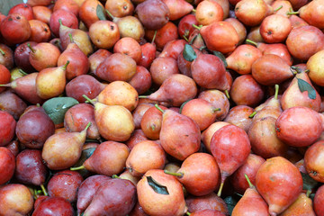 close up on red pears in the harvest season
