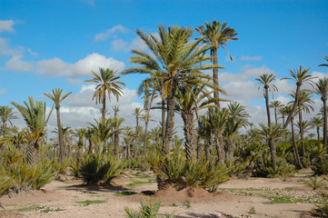 Oasis, Morocco, North Africa