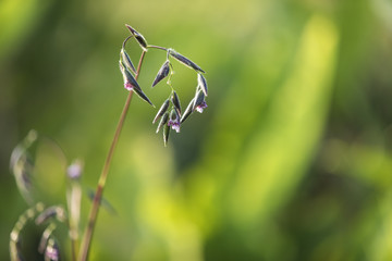 Alligator Flag, Water Canna, little purple flower with natural blurry background