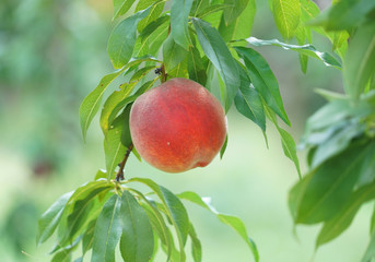 close up on peaches on the branch