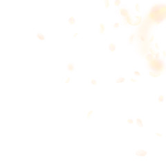 Yellow orange flower petals falling down. Wondrous romantic flowers corner. Flying petal on white sq