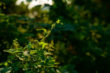 Close-up of plants in the wild forest