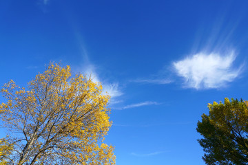 landscape of autumn yellow tree under blue sky
