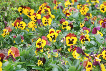 Obraz na płótnie Canvas Colorful pansy viola flowers blooming in garden