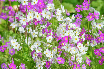 Obraz na płótnie Canvas Purple and white flowers blooming in garden field