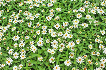 Top view white daisy blooming in garden