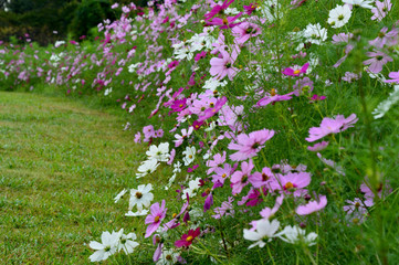 花が溢れているコスモス畑