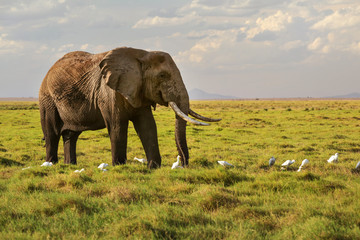 African savanna elephant (Loxodonta africana) walking on grass, small white heron birds on the ground.