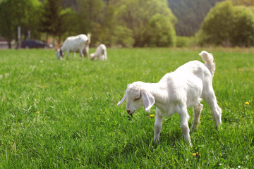 Youg white goat kid grazing on spring meadow, eating some green leaves.