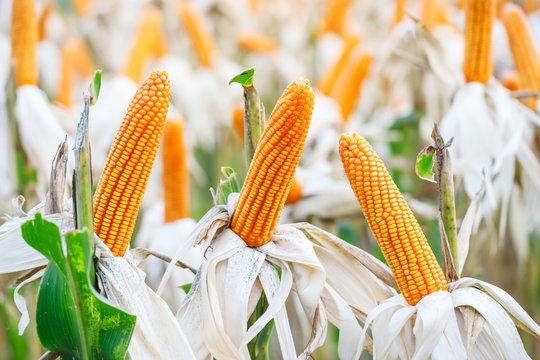 Ripe Dry Corn In The Field