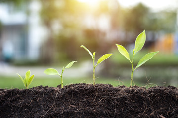Growing Ideas and Trees