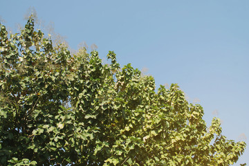 Fototapeta na wymiar Teak Trees Forest with Blue Sky Background Background