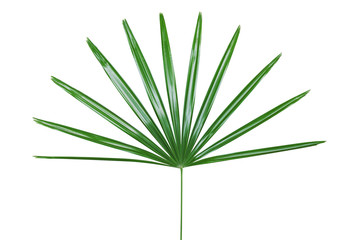 Green Leaf of Lady Palm Plant Isolated on White Backgroud