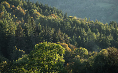 Deciduous and coniferous trees with autumnal evening light in Brecon Beacons National Park, Wales.