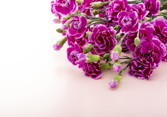 カーネーション