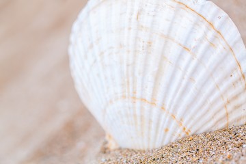 Shell on the beach