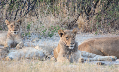 Löwin in der Savanne vom in Zimbabwe, Südafrika	