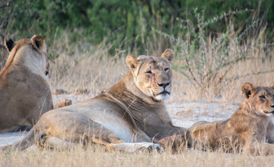 Löwin in der Savanne vom in Zimbabwe, Südafrika	