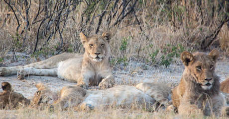 Löwin in der Savanne vom in Zimbabwe, Südafrika	