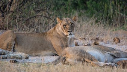 Löwin in der Savanne vom in Zimbabwe, Südafrika	