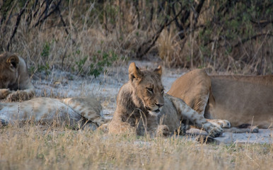 Fototapeta na wymiar Löwin in der Savanne vom in Zimbabwe, Südafrika 
