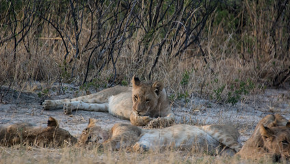 Löwin in der Savanne vom in Zimbabwe, Südafrika	