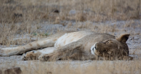 Löwin in der Savanne vom in Zimbabwe, Südafrika	