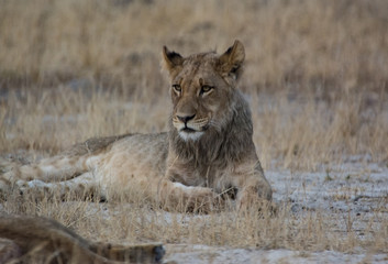Löwin in der Savanne vom in Zimbabwe, Südafrika	
