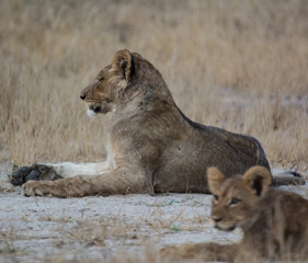 Löwin in der Savanne vom in Zimbabwe, Südafrika	