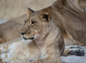 Löwin in der Savanne vom in Zimbabwe, Südafrika	