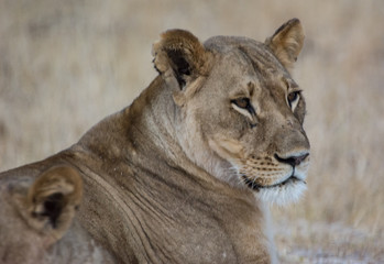 Löwin in der Savanne vom in Zimbabwe, Südafrika	