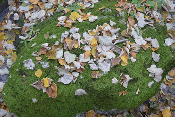 autumn leaves on green moss