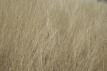 texture of grass