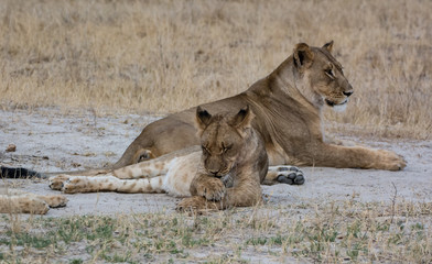 Löwin in der Savanne vom in Zimbabwe, Südafrika	
