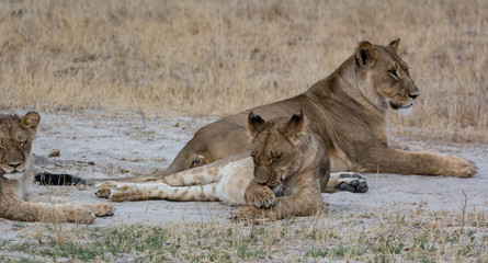 Löwin in der Savanne vom in Zimbabwe, Südafrika	