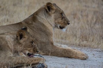 Löwin in der Savanne vom in Zimbabwe, Südafrika	