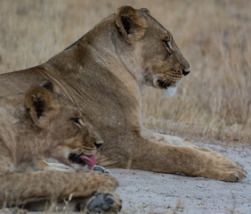 Löwin in der Savanne vom in Zimbabwe, Südafrika	