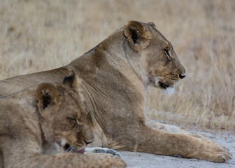 Löwin in der Savanne vom in Zimbabwe, Südafrika	
