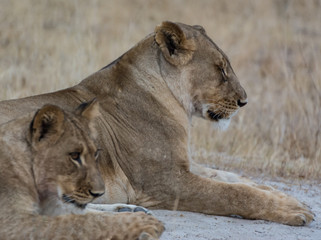 Löwin in der Savanne vom in Zimbabwe, Südafrika	