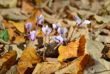 Cyclamen and autumn leaves